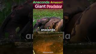 The Mighty Green Anaconda Amazon’s Giant Predator [upl. by Alpers907]