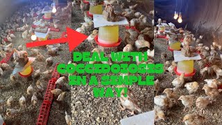 COCCIDIOSIS PREVENTION IN LAYERS AND BROILERS HOW TO KEEP YOUR CHICKENS SAFE FROM COCCIDIOSIS [upl. by Elleynod]