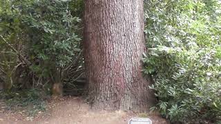 Cedar of Lebanon at Osborne House at 205pm on Monday 11th September 2023 Please subscribe [upl. by Suoicerpal]