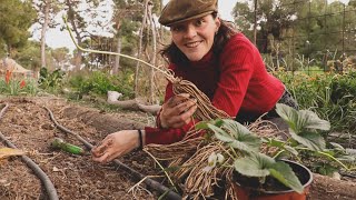 Plantar Espárragos con Fresas  Planta una Vez y Cosecha Durante Años  Asociaciones de Cultivos [upl. by Ave591]