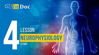 4lesson Neurophysiology 3part [upl. by Dlared575]