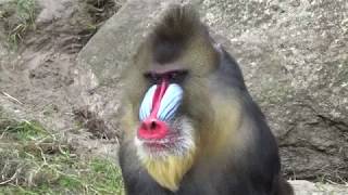 Mandrill Monkeys  Courtship and Mating  Mandrillus sphinx  Monkeys Full HD Video [upl. by Averyl129]