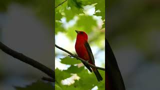 Male Scarlet Tanagers [upl. by Ramad]