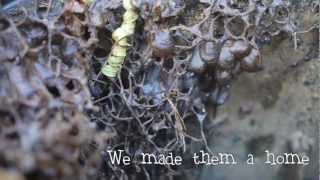 Australian Stingless Bees  Making a Hive 🐝 [upl. by Yecak]