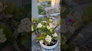 White Cactus 🌵cactusgardenflowersnatureshortsviralvideotrendingfypforyouyoutubeshorts [upl. by Eidolem]