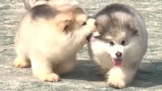 Cute Alaskan Malamute Puppies Running [upl. by Grobe54]