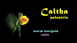 Caltha palustris Sumpfdotterblume marsh marigold calta trilingual [upl. by Aniretak509]