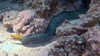 Egipt Dahab nightdiving redsea lighthouse nurkowanie nocne [upl. by Birch127]