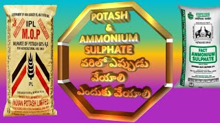 Muriate of Potash and Ammonium sulfate వరిలో ఎప్పుడు వేసుకోవాలి ఎందుకు వేసుకోవాలిEruvaaka [upl. by Tse]