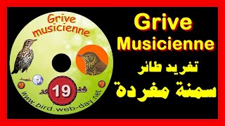 تغريد سمنة مغردة Zorzal común chant de grive musicienne [upl. by Acemaj]