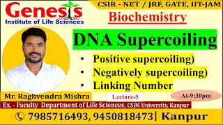 DNA Supercoiling  Lecture5  New online quotBatchquot for CSIR NETJRF  IITJAM [upl. by Daraj]