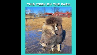 This Week on the Farm  April 12 2024 [upl. by Mauer]