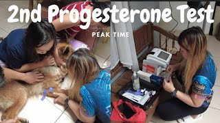 2nd Time Progesterone Test  Home Service  Cavite [upl. by Klinges]