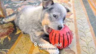 Banjo  My Australian Cattle Dog Puppy [upl. by Dnalram764]