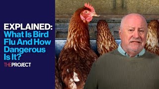 EXPLAINED What Is Bird Flu And How Dangerous Is It [upl. by Eibor]