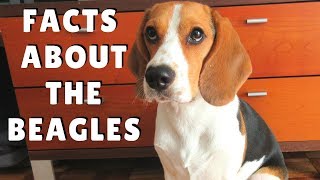 Beagles Facts  dogs 101 breed information health and more [upl. by Neelloc]