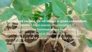 Commiphora caudata the Hill mango or Green commiphora കിളി ഇടിഞ്ഞിൽ கிளுவை Medicinal plant [upl. by Kameko634]