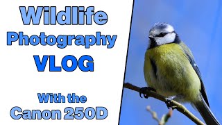 Wildlife Photography Vlog with the Canon 250D and Sigma 150600mm C lens [upl. by Grimbly172]