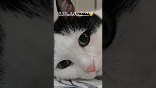 Tal Maria Fernanda 😅🤣 cat gatogracioso gatos gatosgrasiosos catlover [upl. by Holmun]