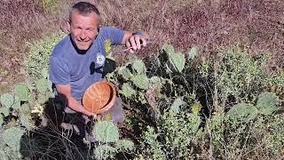 Arizona od kuchni Opuncja czyli kaktus Prickly Pear [upl. by Khai]