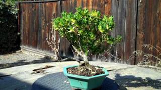 Restoring and Redesigning of an Euonymus Bonsaimp4 [upl. by Iridissa834]