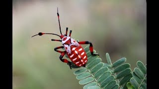 Fascinants Insectes 13  Documentaire Animalier HD [upl. by Dutch]