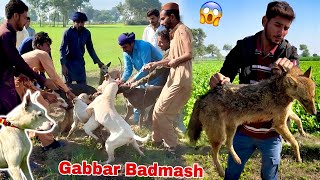 Shikar Par Gabbar Badmash Ka Shikari Dogs Sy Panga Ho Gya [upl. by Glendon]