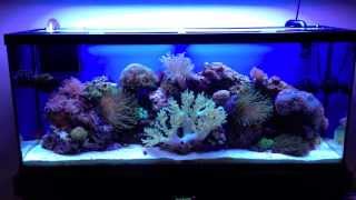 Ocean Motion Reef Build 3 The 55gallon Mixed Reef [upl. by Grew817]