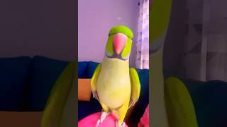 Beautiful talkative parrot Zoomi viralvideo [upl. by Ytsenoh]