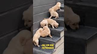 Golden retriever pups available youtubeshorts shorts goldenretriever [upl. by Gosney]