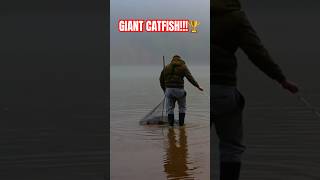 This was a GIANT fishing fish catfish fishonmyfriends quickcatchandrelease fishingvideo [upl. by Schwing153]