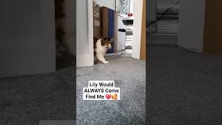 23 Year Old Cat Comes To Find Her Dad 🥰❤️ [upl. by Entirb62]