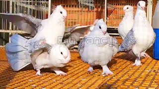 Satinette pigeons breeds  fancy pigeon video  fancy pigeon loft  fancy pigeon farm [upl. by Ahsenhoj]