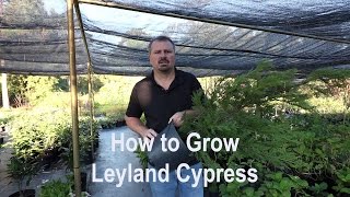 How to grow Leyland Cypress with a detailed description [upl. by Pulchia986]