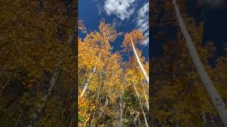 Hiking through Aspens in the Fall [upl. by Acessej603]