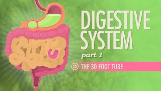 Digestive System Part 1 Crash Course Anatomy amp Physiology 33 [upl. by Rizika]