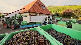 Die Keltern in Korb Steinreinach und Kleinheppach  Weinlese mit Vollernter [upl. by Anihsat]