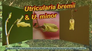 Utricularia ID U bremii amp U minor [upl. by Haisej876]