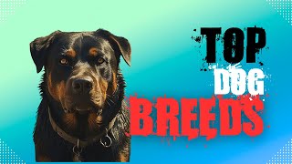 Top Dog Breeds Perfect For Your Home [upl. by Lebasy]