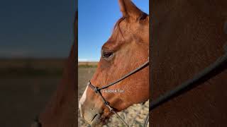 The Horses Eye horses equestrian [upl. by Ahsinat]