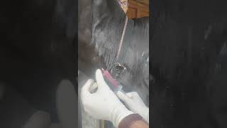 Ultimate Solution for Cattle Wart Treatment [upl. by Schapira872]