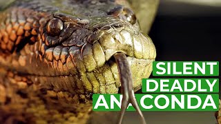 Anaconda  The Silent Killer  Free Documentary Nature [upl. by Pincus]