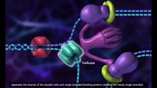 DNA Replication Process 3D Animation [upl. by Ynohtna456]