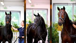 Verden Auction Online  Sporthorses  July 16th 2022 [upl. by Eelimaj]