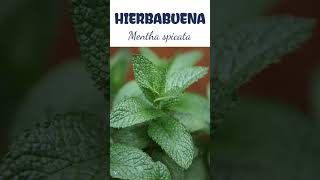 HIERBABUENA  plantas medicine medicinalplants agroecology agriculture agricultura shorts [upl. by Christopher489]