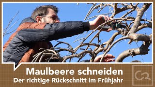 Maulbeerbaum schneiden  Der richtige Schnitt im Frühjahr [upl. by Suirada]