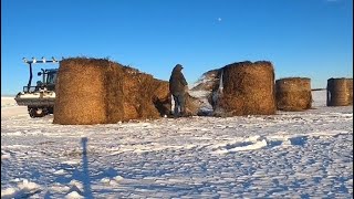 Just Another Busy Winter Day On The Farm [upl. by Orabel]