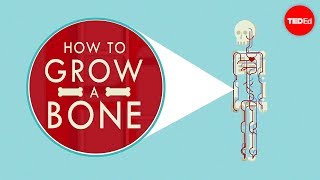 How to grow a bone  Nina Tandon [upl. by Cela]