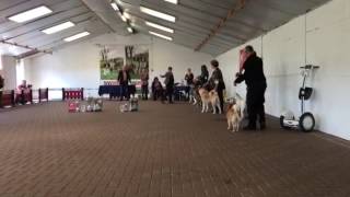 Shiba Inu wins reserve Best In Show at Nippon Inu ClubShow [upl. by Winfield]