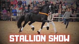 Stallion show With the worlds best approved KFPS breeding stallions  Friesian Horses [upl. by Nothgierc]